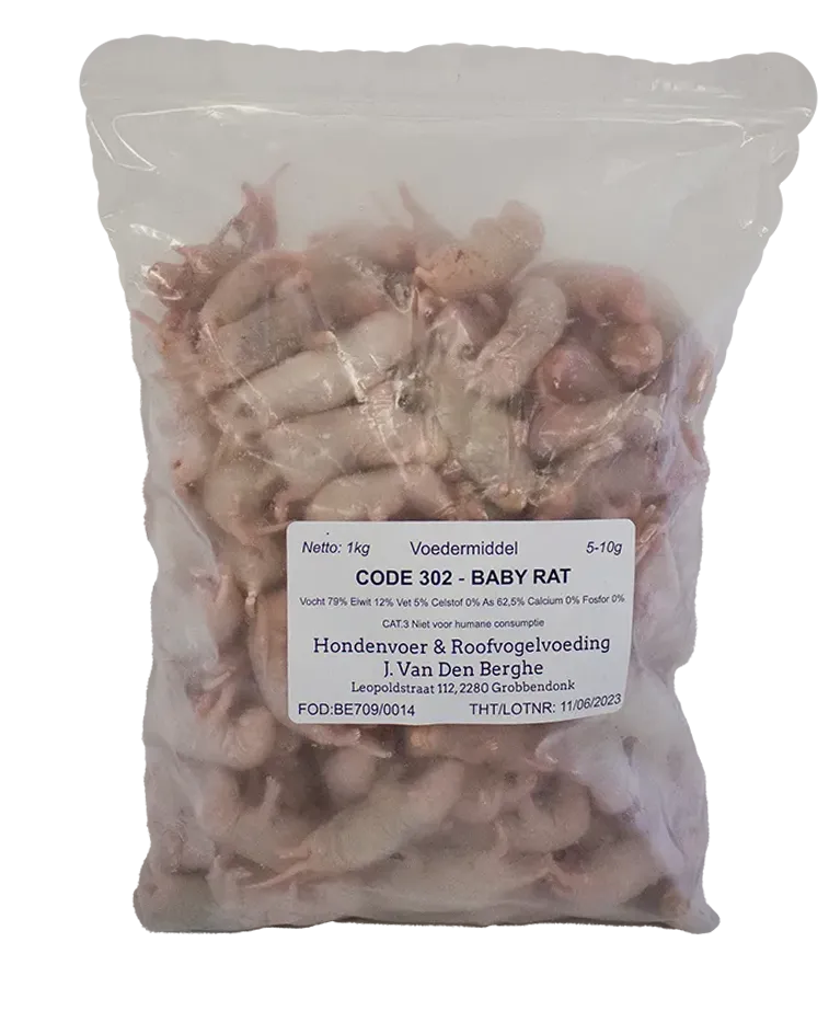 Baby rat 1kg